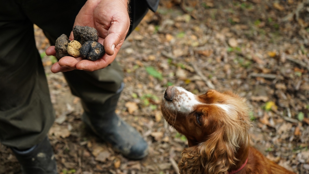 Truffle-hunting-florence-avventure-bellissime.jpg