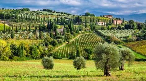 10 Fun Facts About Olive Oil in Italy