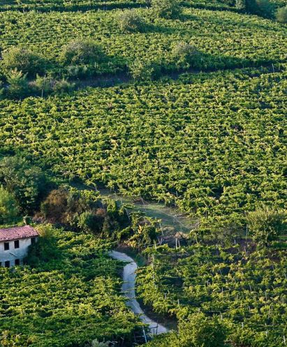 Private Venice Valpolicella Wine Day Tours