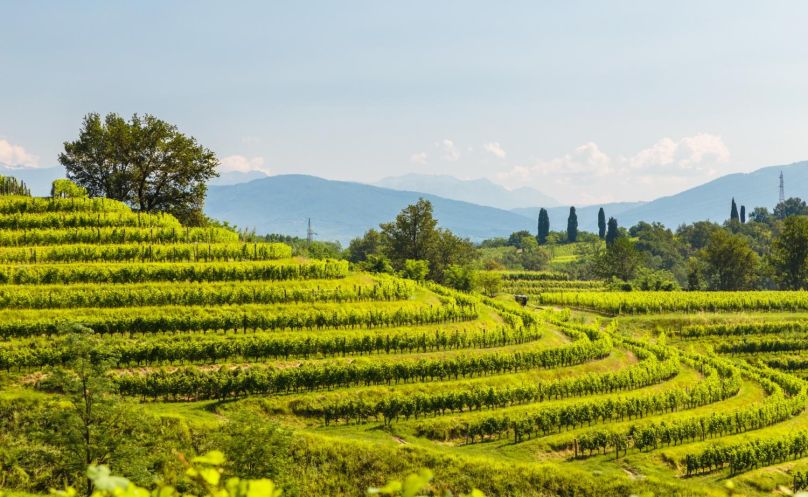 Private Friuli Wine Tour